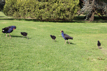 family of birds in parkland