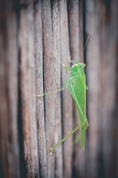Close-up of a grasshopper on a fence, Spain