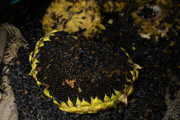 Hand holding a pile of sunflower seeds