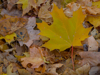 Golden autumn in October in the Moscow Park