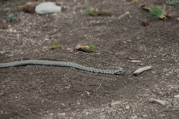 snake reptile in the wild, poisonous dangerous animal, wildlife