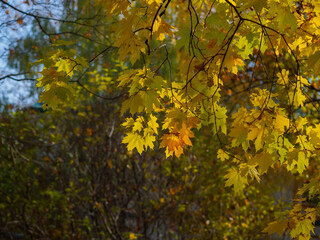 Golden autumn in October in the Moscow Park
