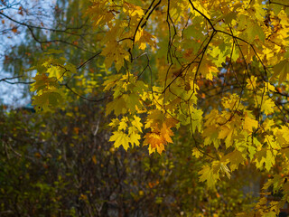 Golden autumn in October in the Moscow Park