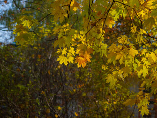 Naklejka na ściany i meble Golden autumn in October in the Moscow Park
