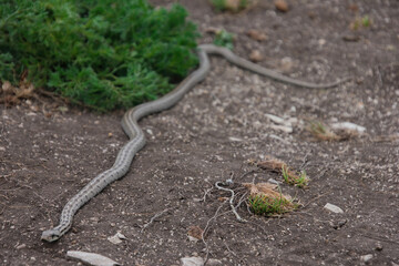 snake reptile in the wild, poisonous dangerous animal, wildlife