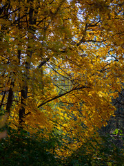 Golden autumn in October in the Moscow Park