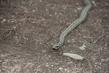 snake reptile in the wild, poisonous dangerous animal, wildlife