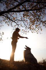 Blue merle Rough Collie sits in front of a girl in a yellow autumn park at sunset