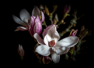 Blooming magnolia blossoms and buds on a black background
