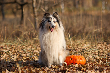 Portrait of a Blue Merle Rough-haired Merle Collie with a pumpkin for Halloween in an autumn park
