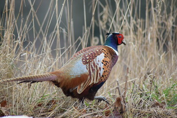 pheasant in the wild
