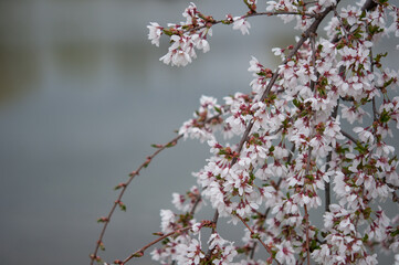 Cherry tree blossoms in spring