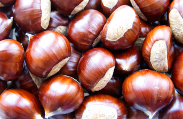 Close-up flat lay image of a collection of fresh sweet chestnuts in their shells (Castanea sativa).
