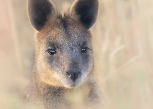 Portrait of a wild swamp wallaby (Wallabia bicolor), Melbourne, Australia