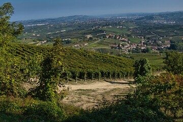 Fototapeta na wymiar the landscapes of the Piedmontese Langhe with its vineyards full of bunches of grapes, in the autumn harvest season