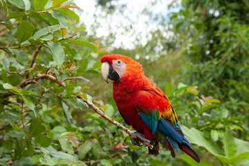 Specimen of True parrot, Psittacoidea family, a red and very curious parrot, observes from a branch, in the Amazon rainforest, at the Dos Loritos wildlife rescue center, Peru