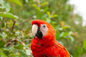 Specimen of True parrot, Psittacoidea family, a red and very curious parrot, observes from a branch, in the Amazon rainforest, at the Dos Loritos wildlife rescue center, Peru