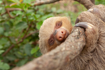 Specimen of Hoffmann's two-toed sloth, or Choloepus hoffmanni, clinging to a branch, asleep, in the...