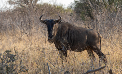 A blou wildebeest isolated in the African bush