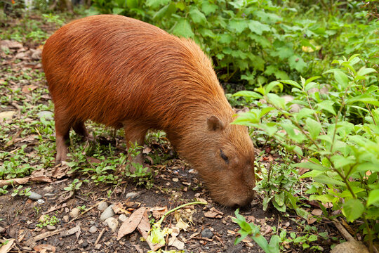 Specimen of Hydrochoerus hydrochaeris, or Capybara, a big rodent, in the Amazon rainforest, at the Dos Loritos wildlife rescue center, Peru
