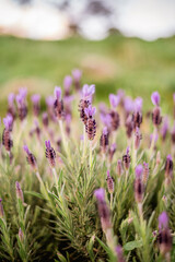 Obraz premium Lavender flowers on bush in field at sunset