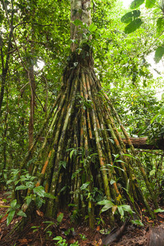 Impressive roots of a specimen of the Socratea exorrhiza or Walking palm tree species in the Amazon rainforest, in the Manu National Park