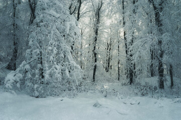 Fototapeta na wymiar magical winter forest with frozen trees in snow