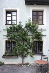 Fototapeta na wymiar Interesting pear fruit tree growing near the wall of a cozy german house, place to relax with a small table. Exterior home garden decoration. Regensburg lifestyle, Germany.