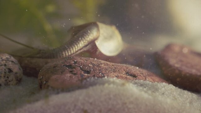 Triops or tadpole shrimp, a living fossil. Oldest living specimen in the world.