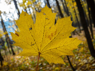 Golden Autumn in Moscow Park in October