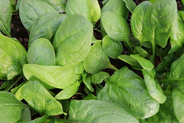 Fototapeta na wymiar Fresh organic leaves of spinach in the garden