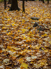 Golden Autumn in Moscow Park in October