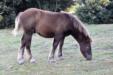 Obraz premium Caballo. Caballos en libertad en el monte Urkiola.