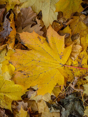 Golden Autumn in Moscow Park in October