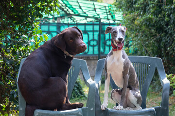 Two friends Whippet and Labrador in the garden in summer