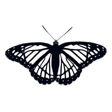 butterfly vector icon design