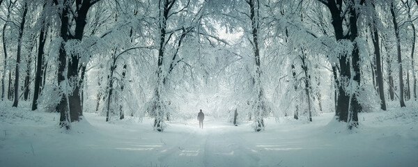 winter forest panorama, man walking on snowy path