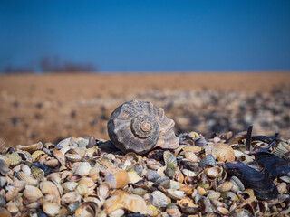 Summer beach card. A large seashell lies on a pile of colorful small shells on a blurry background of the beach and the blue sky. Seashells on Seashore Close Up Beach Holiday Background
