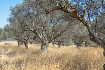 Baumlandschaft im Umfeld des antiken Sparta, Sparta, Peleponnes, Griechenland