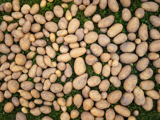 Pile of newly harvested and washed potatoes - Solanum tuberosum on grass. Harvesting potato roots in homemade garden. Organic farming, healthy food, BIO viands, back to nature concept.