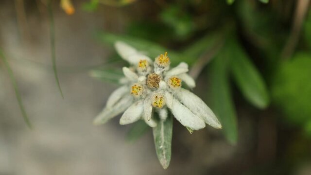 Beautiful edelweiss in the rocky mountain during summer time