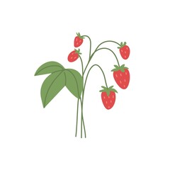 Wild strawberries growing on branch. Fresh ripe forest red berries with leaf. Vitamin food plant with fruits and leaves. Flat vector illustration isolated on white background