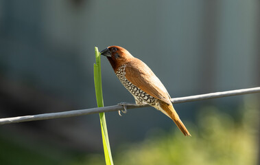 scaly breasted munia