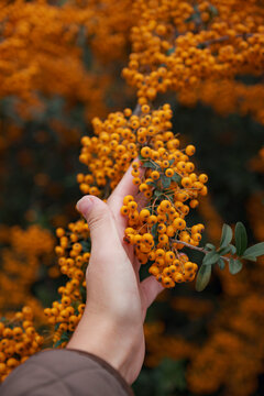 Rowanberries sour but rich vitamin C. Pyracantha plant with female hand, also known as firethorn in a garden in a sunny autumn day, beautiful outdoor floral background photographed with soft focus