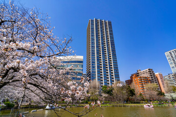 桜咲く上野恩賜公園・不忍池の風景（2021年3月）