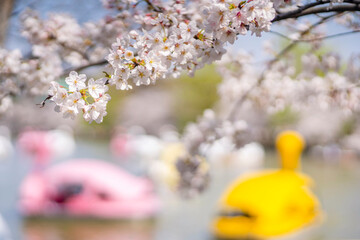 上野恩賜公園・不忍池の桜（2021年3月）
