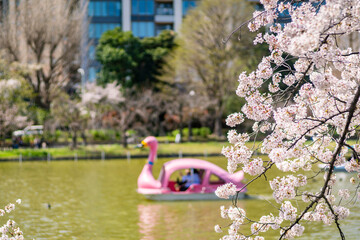 Fototapeta na wymiar 上野恩賜公園・不忍池の桜 / スワンボートに乗る人々（2021年3月）