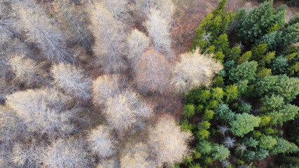 green moss on the stone