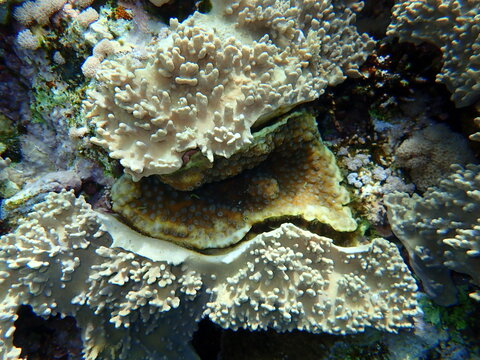 Finger-lobed soft coral (Sinularia leptoclados) and hedgehog coral (Echinopora lamellosa) undersea, Red Sea, Egypt, Sharm El Sheikh, Nabq Bay
