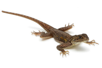 Common agama (Agama agama) on a white background